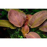 ADA 玄武之石赤 Lagenendra meeboldii 'red' IC217